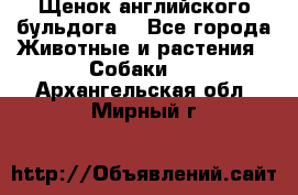 Щенок английского бульдога  - Все города Животные и растения » Собаки   . Архангельская обл.,Мирный г.